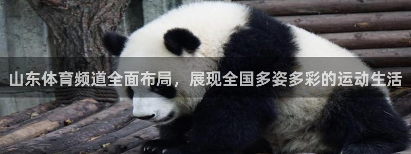 857直播体育解说：山东体育频道全面布局，展现全国多姿多彩的运动生活